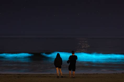 Beautiful Photos Of Beaches That Naturally Glow Readers Digest