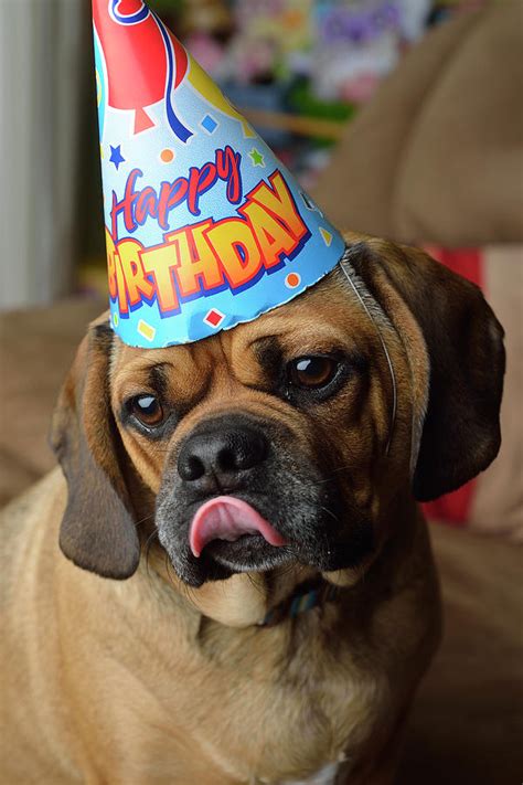 Dog In Birthday Hat Photograph By Tom Sperduto
