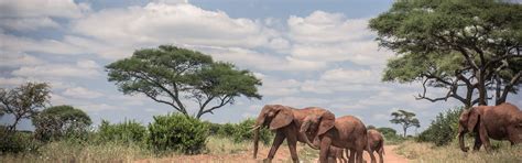 Promise For Elephants The Nature Conservancy