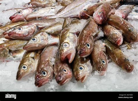 Fresh Fish On Ice For Sale At A Market In Spain Stock Photo Alamy