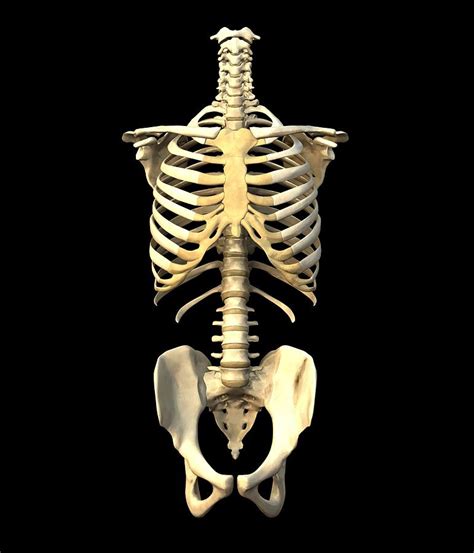 Torso Skeleton Photograph By Roger Harris