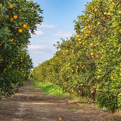 Rows Of Trees With Ripe Oranges In A Fruit Garden Against Blue Sky With