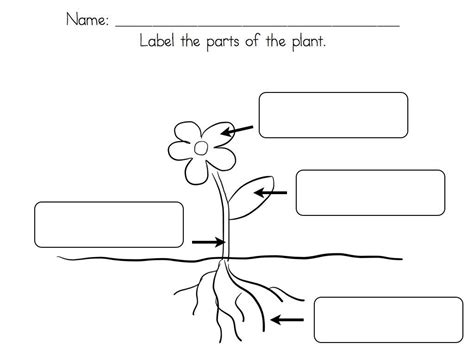Parts Of A Plant Worksheet For First Grade - parts of a plant | Art
