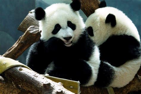 Theyre Not Cubs Anymore Adorable Zoo Atlanta Panda Twins Turn One