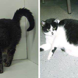 1: (a) Normal weight cat, body weight (BW): 4.2 kg, body ...