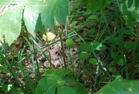 Plantfiles Pictures Podophyllum Species Mayapple Ground Lemon Hog