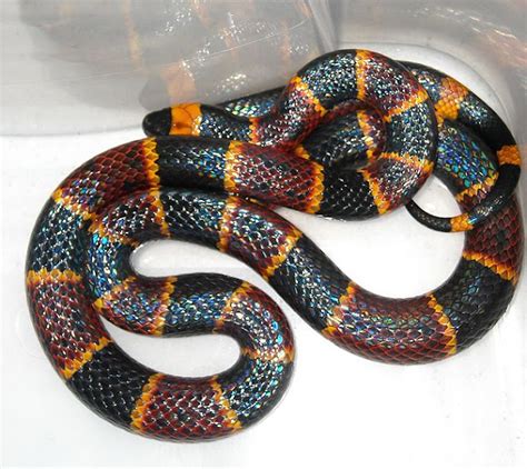 Amaizing Animal Facts Most Beautiful And Colorful Venomous Snakes Of The