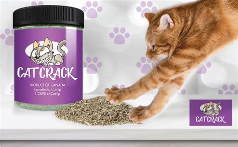 How to deal with cat stomach problems? Amazon.com : Cat Crack Catnip, Premium Blend Safe for Cats ...
