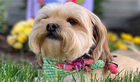 Shorkie A Designer Mixed Dog Breed Of Shih Tzu And Yorkie