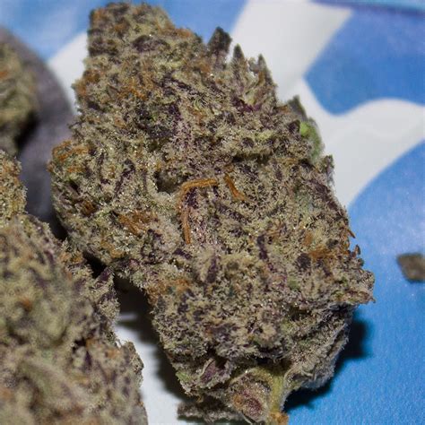 Zookies is a hyrbid marijuana strain made by crosssing animals cookies and original glue. Strain Review: Oreoz by F.R.I.T.Z - The Highest Critic
