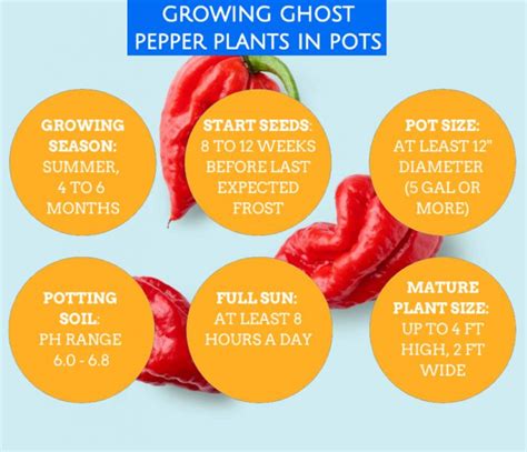 Ghost Pepper Plant Scoville Colors And Growing Guide Nrb Sustainable