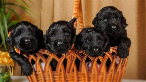 You all did a fantastic job. Black Russian Terrier Puppies Behavior And Characteristics ...