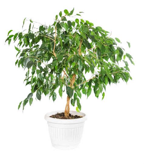 Ficus Benjamina Tips And Guidance For The Best Possible Care