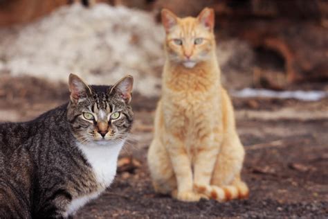 Relocating community cats, also called feral or or outdoor cats, should only be relocating community cats—unowned cats who live outdoors—is almost never in the cats' best interest. What Is Trap, Neuter and Return? - We're All About Cats