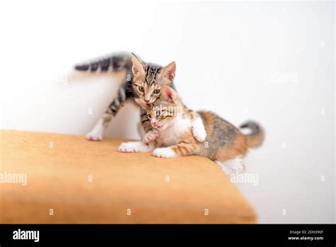 Kittens Playing Together Stock Photo Alamy