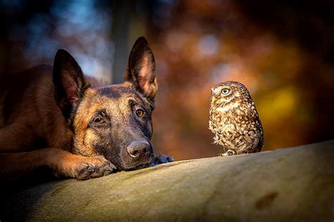 Belgian Malinois Is Best Friends With An Owl Life With Dogs