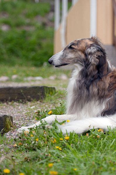 Borzois Russian Wolfhound Pharaoh Hound Saluki Greyhound Enjoy Life