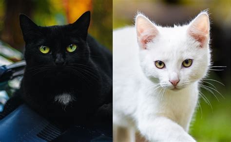 Qué Hacen Con Los Gatos Negros Y Blancos En Octubre Y Noviembre