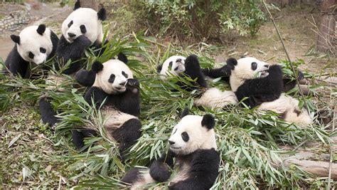 Imax Pandas Beautiful Planet Into The Deep Docs Headed To Hulu Hollywood Reporter