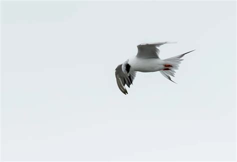 Forsters Tern By Scott Usher Birdguides