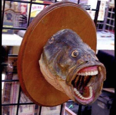 Pin by a possum on images to cure the plague | Funny taxidermy, Funny