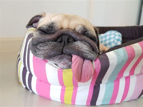Pugs Are Lazy Funny Animals Cute Puppies Cute Dogs Funny Dogs Pug