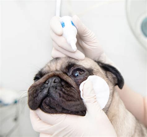 These are very rare infections. How To Give Your Dog Eye Drops | General Dog Health Care ...