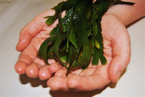Bundoran Seaweed Baths Waterworld