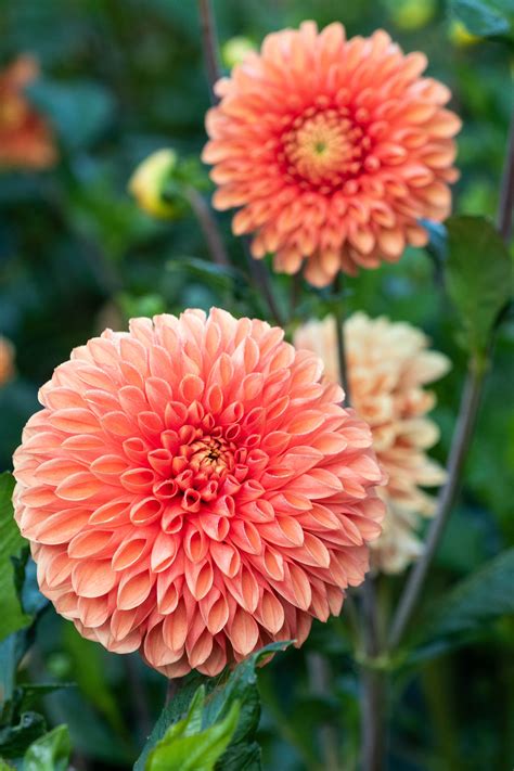 Growing Dahlias Everything You Need To Know The Middle Sized Garden