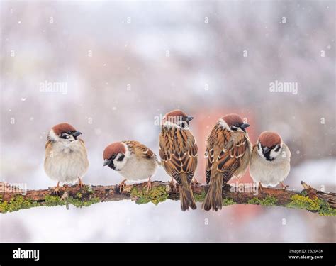 Many Funny Little Birds Sparrows Are Sitting On A Tree Branch In Winter