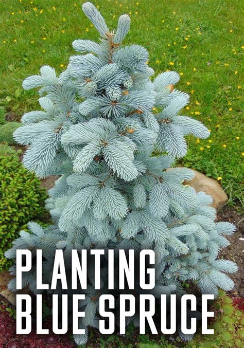 Planting Blue Spruce Colorado Blue Spruce Blue Spruce Tree Blue Spruce