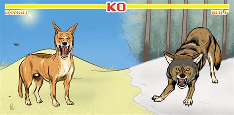 Ever Wondered Who Would Win In A Fight Between A Dingo And A Wolf An