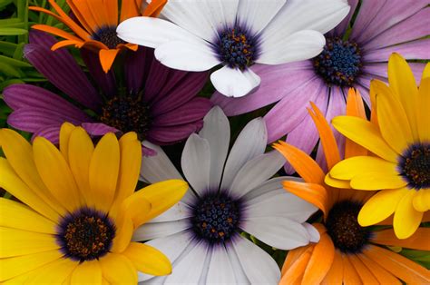 Daisies In Colors Robert M Ring Photography