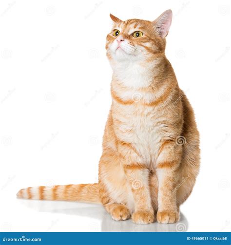 Beautiful Orange Cat Stock Image Image Of Orange Portrait 49665011