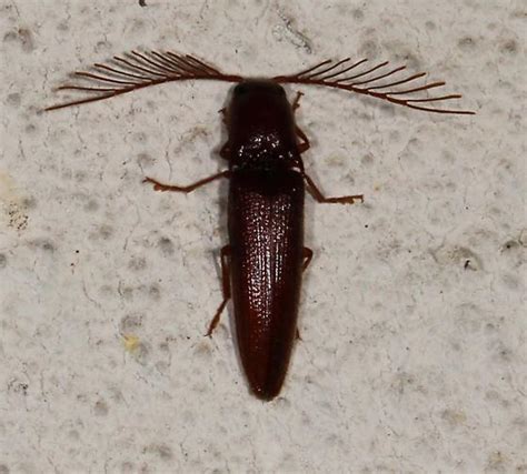 click beetle with pectinate antennae - Dicrepidius palmatus - BugGuide.Net