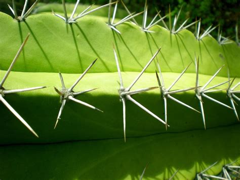 Why Do Cacti Have Spines 4 Reasons Cacti Are Spikey