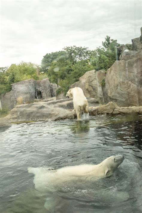 Large Polar Bear Enjoying A Swim At The Zoo Stock Photo Image Of Life