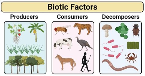 Biotic Factors Types Examples Factors Affecting