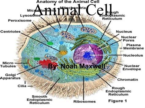 Do Animal Cells Have Flagella And Cilia Cilia Vs Flagella 15