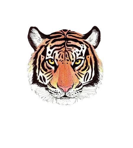 Transparent Tiger Tumblr