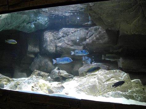 3D Malawi ROCK Background with weir covers for aquarium size: 150x60cm 