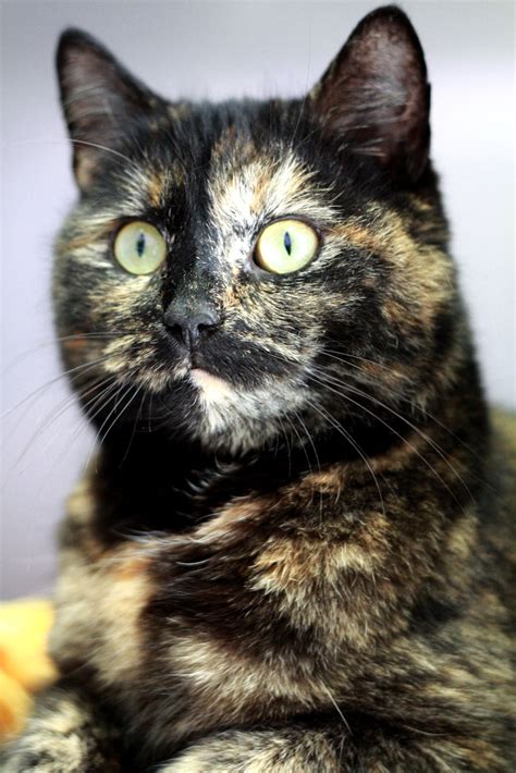 Terrific Tortie Gorgeous Cats Pretty Cats Animals Beautiful Cute