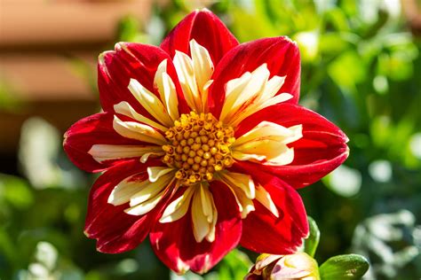 Dahlia Flower Meaning And Symbolism Top 10 Special Aspects