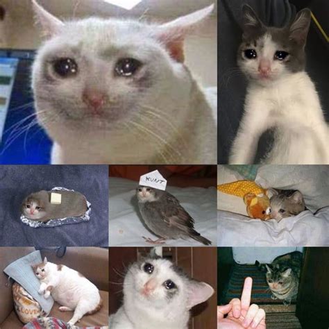 Do You Guys Have Anymore Of This Sad Cat Meme Sad Cat Meme Funny Cat Memes Funny Cats Golden