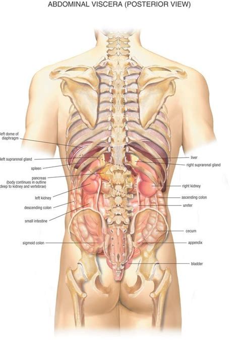 The human body is divided into an axial portion and an appendicular portion. What organs are on the right side of your back? - Quora