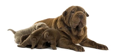 Maybe you would like to learn more about one of these? Shar Pei Mom Lying Down, Breastfeeding Her Puppies Stock Image - Image of puppy, animals: 40409127