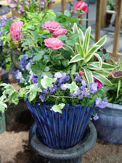 For sun and heat, you'll love. Colorful Containers for Sun and Shade | Iowa Gardener ...