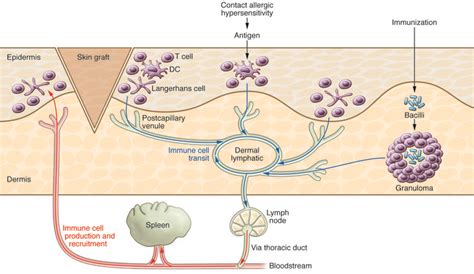 Jci New Developments In Clinical Aspects Of Lymphatic Disease