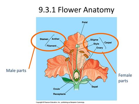 Located in the center of the flower, the pistil holds the ovules, or what will become seeds. PPT - Reproduction in Flowering Plants PowerPoint Presentation - ID:2226876