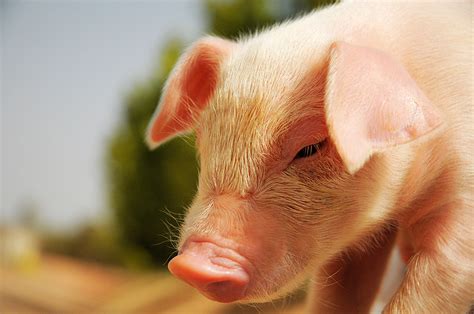 Chinese Scientists Create Crispr Bacon From Genetically Modified Low